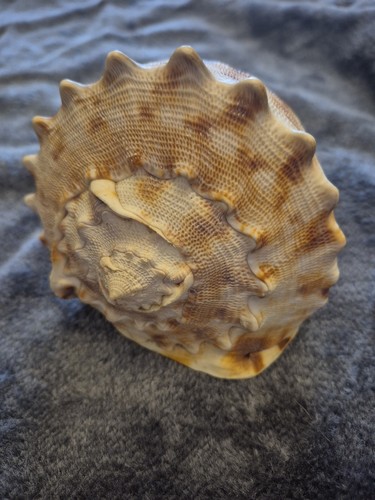 Cypraecassis rufa conch - cypraecassis,