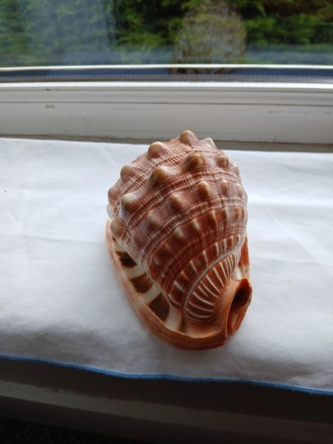 Conch cameo shell 3 - 5", x