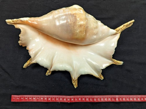 Vintage giant spider - giant, conch