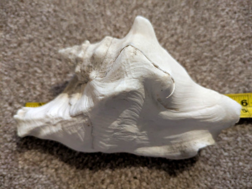 Small natural white conch - natural,
