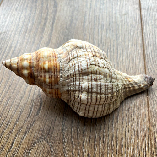 Natural seashell collectable - natural,
