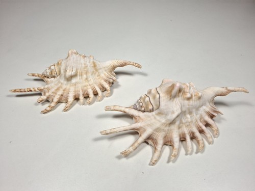 1x15cm spider conch - 1x15cm, millipede