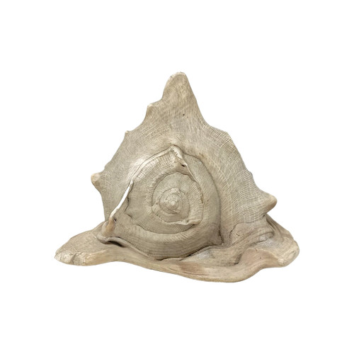 Natural sea shell queen - sea,