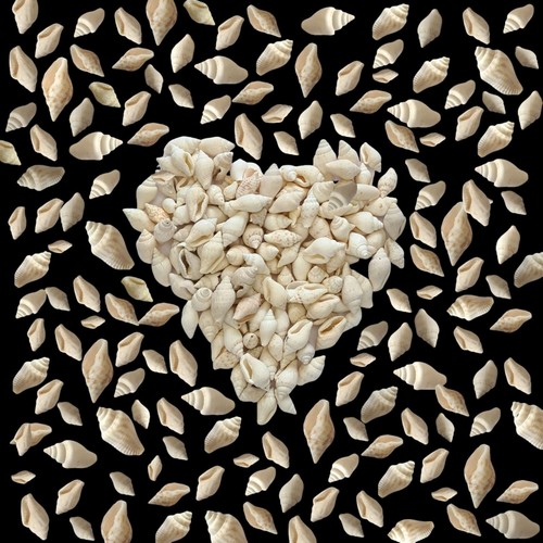Natural beach shells seashells - beach,