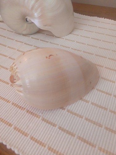 Polished melon shell natural - polished,