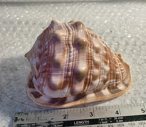 Vintage conch shell cms - vintage,