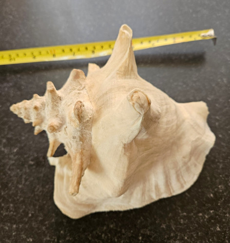 Large natural conch shell - large,