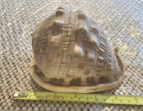 Vintage conch shell cms - conch,