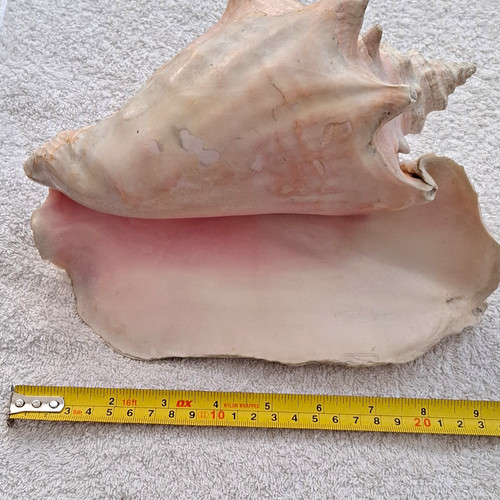 Large natural unpolished - natural, conch