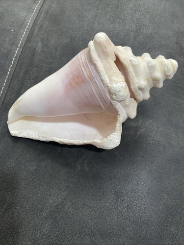 Queen conch sea shell vintage - queen,