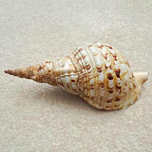 Large 28cm long - , triton