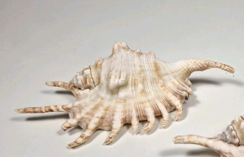 X15cm spider conch millipede - x15cm,