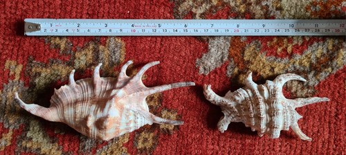 Two lambis shells spider - shells,