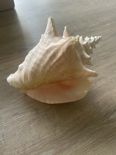 Large conch shell - conch, sea