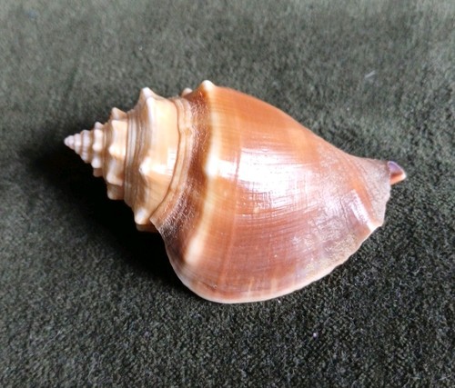 Strombus fighting conch - strombus, shell