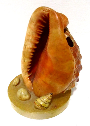 Beautiful conch shell mounted - conch,