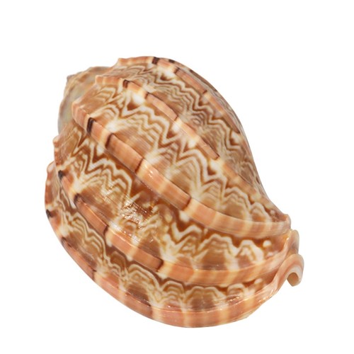 Large harp conch natural sea - large,