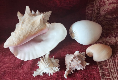 Vintage large conch - vintage, (1950's)
