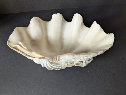 Giant clam shell tridacna - giant, sp