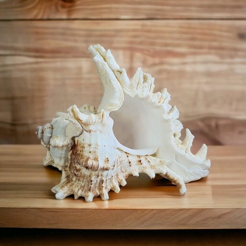 Large white sea - white, shell