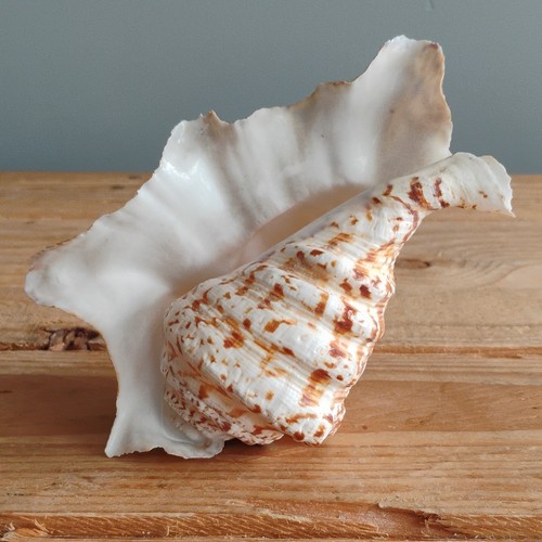 Large natural unpolished conch - unpolished,