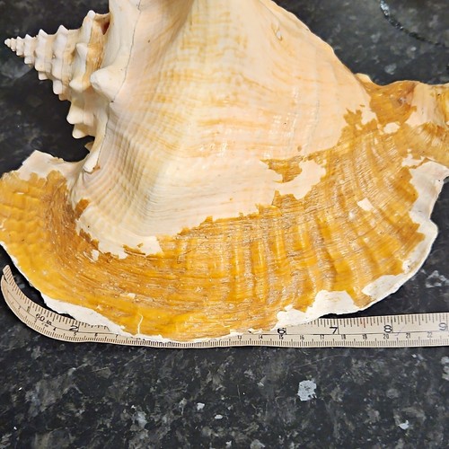 Large natural unpolished - natural, conch