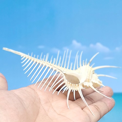 Natural venus comb indian - comb,