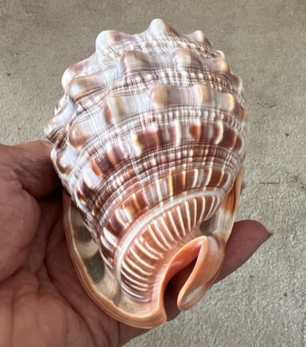 Real conch shell large brown - shell,