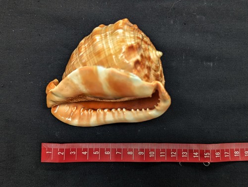 12cm vintage bull mouth - bull's,