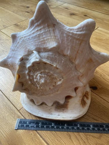 Large horned helmet conch - large,
