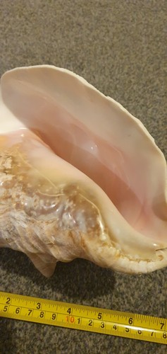 Queen conch sea - sea, shell