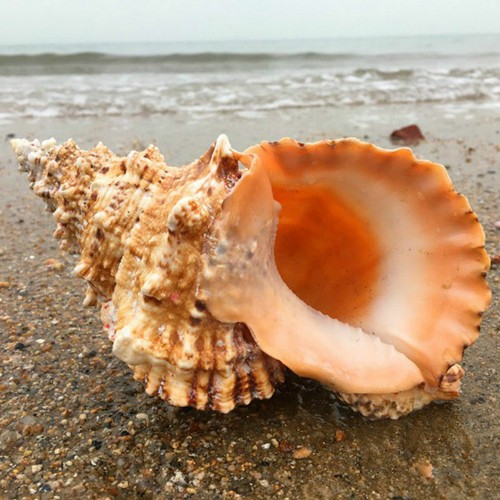Natural conch shell - natural, tank