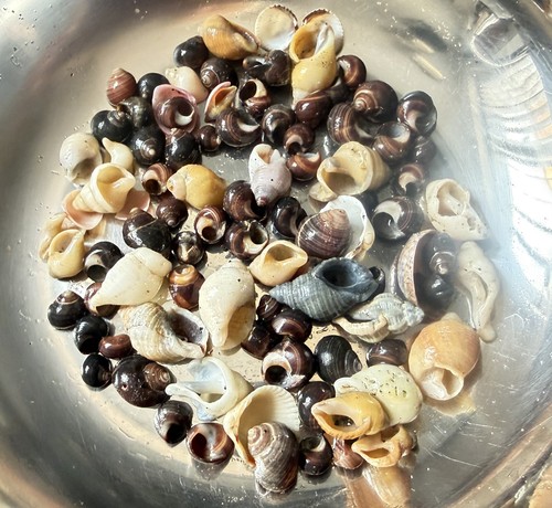 Assorted small craft shells - assorted,