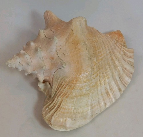 Large natural pink conch - natural,