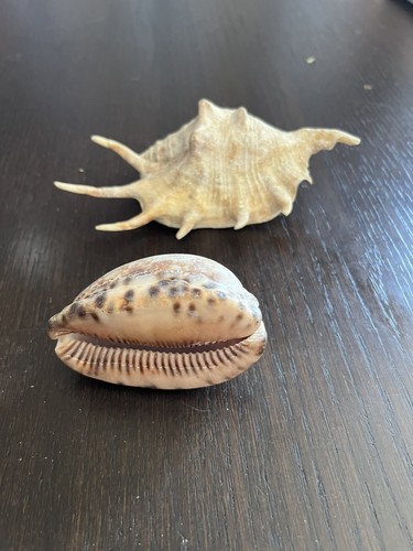 Conch shell cowrie - shell,