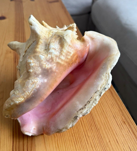 Vintage queen conch shell pink - queen,