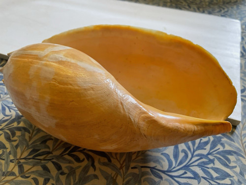 Large conch shell - large,