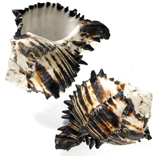 Large black murex shell zebra - large,