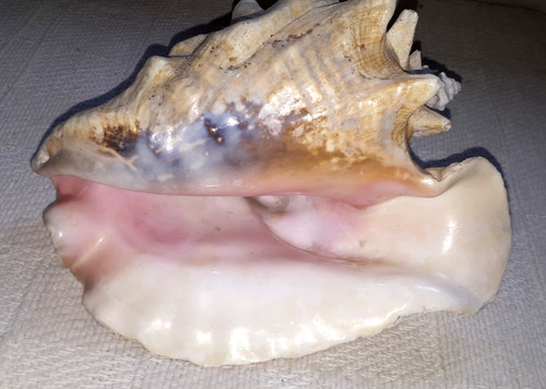 Vintage queen conch - vintage, shell