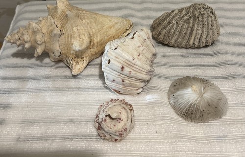 Natural large conch shell one - shell,