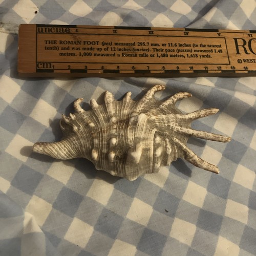 Vintage murex ramose shell - vintage,