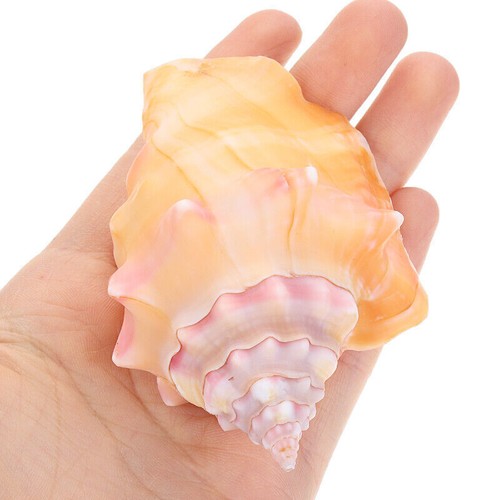11cm conch large sea beach - conch,