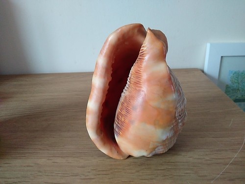 Bull mouth helmet - ,