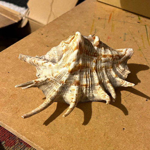 Vintage spider conch not - spider,