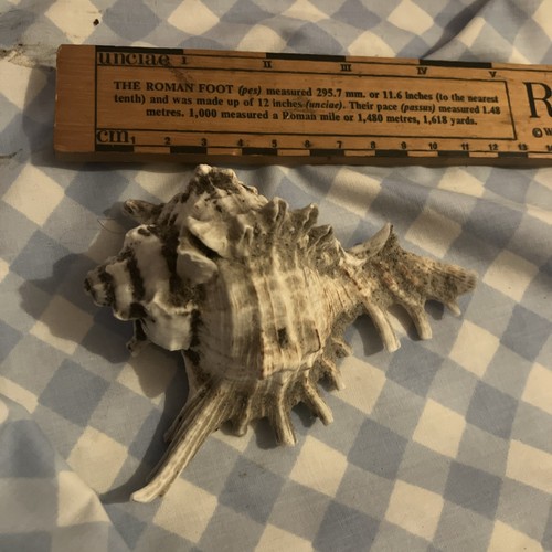 Vintage murex ramose - murex, shell
