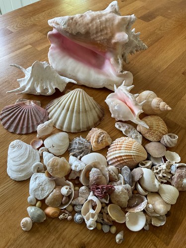 Large natural seashell - large,