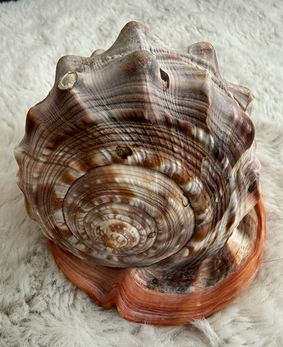 Large brown orange natural - orange,