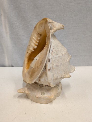 Large conch shell - large,