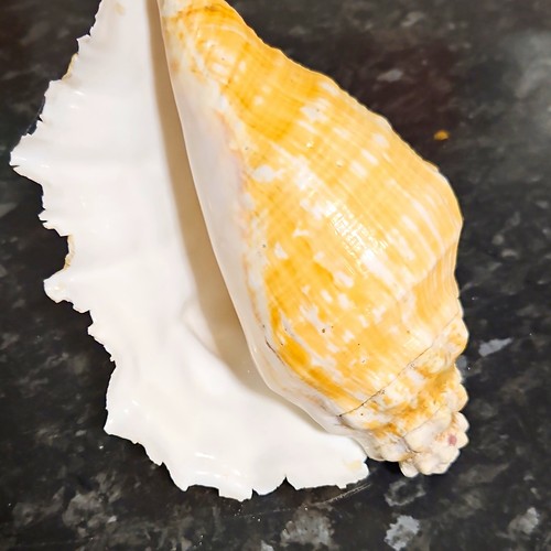Large natural conch shell - natural,