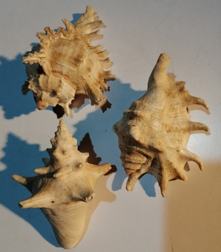 Sea shells 11cm ramose - 10-11cm,